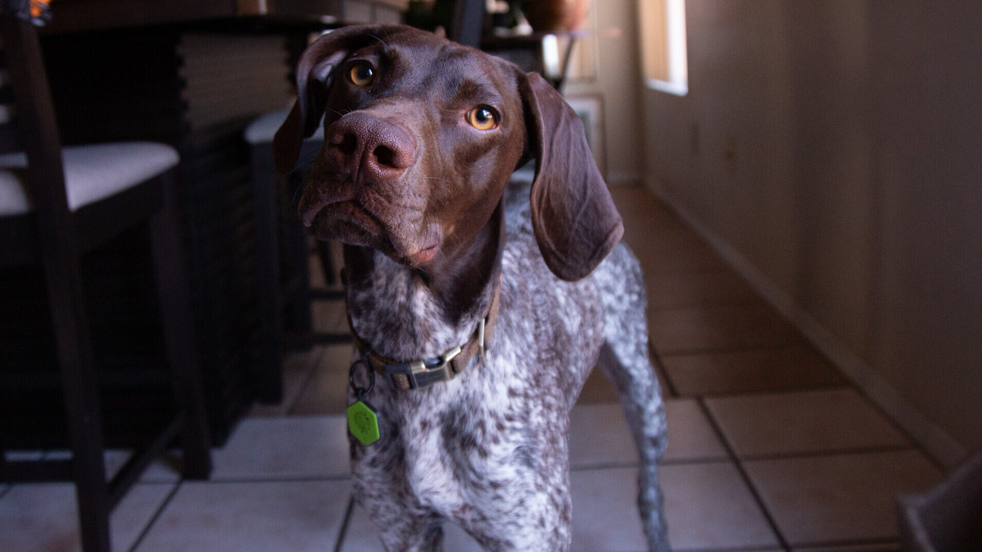 Bridger Pointer German Shorthair